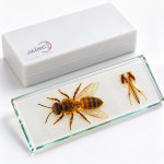 Bee, Part of the Mouth, Whole Body